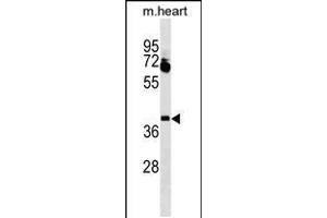 Western blot analysis in mouse heart tissue lysates (35ug/lane). (Lbx1 Antikörper  (AA 127-155))