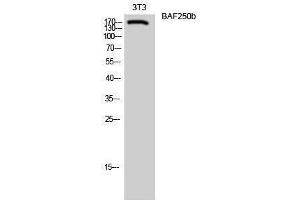 Western Blotting (WB) image for anti-AT Rich Interactive Domain 1B (SWI1-Like) (ARID1B) (Internal Region) antibody (ABIN3173979) (ARID1B Antikörper  (Internal Region))