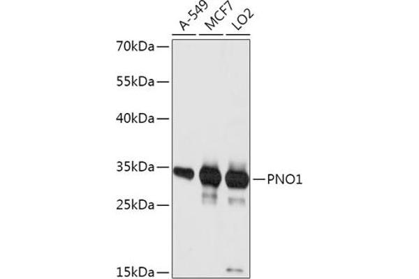 PNO1 Antikörper  (AA 1-252)