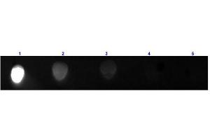 Dot Blot (DB) image for Rabbit anti-Mouse IgG2a antibody (FITC) (ABIN102376)