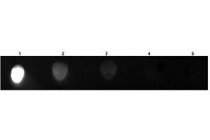 Dot Blot results of Rabbit Anti-Mouse IgG2a Antibody Fluorescein Conjugated. (Kaninchen anti-Maus IgG2a (Heavy Chain) Antikörper (FITC) - Preadsorbed)