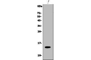 Western blot analysis of Galectin 2/LGALS2 using anti-Galectin 2/LGALS2 antibody (ABIN7598979).