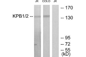 Western blot analysis of extracts from Jurkat cells and COLO205 cells, using KPB1/2 antibody. (KPB1/2 (N-Term) Antikörper)