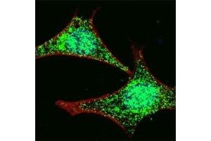 Fluorescent confocal image of HeLa cells stained with LGR-5 antibody at 1:100. (LGR5 Antikörper  (AA 689-719))