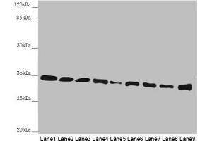 Western blot All lanes: HADH antibody at 2. (HADH Antikörper  (AA 1-314))