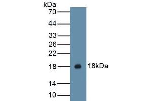 Detection of Recombinant IL15, Cavia using Polyclonal Antibody to Interleukin 15 (IL15) (IL-15 Antikörper  (AA 67-187))