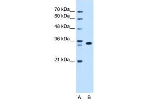 Western Blotting (WB) image for anti-Arginine-Fifty Homeobox (ARGFX) antibody (ABIN2463071) (ARGFX Antikörper)