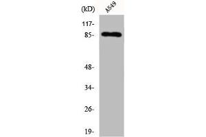 Western Blot analysis of A549 cells using Cadherin-7 Polyclonal Antibody (Cadherin 7 Antikörper  (C-Term))
