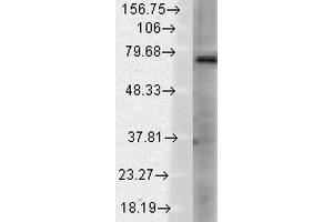 Western Blot analysis of Rat brain membrane lysate showing detection of TrpV3 protein using Mouse Anti-TrpV3 Monoclonal Antibody, Clone S15-39 . (TRPV3 Antikörper  (AA 458-474) (APC))