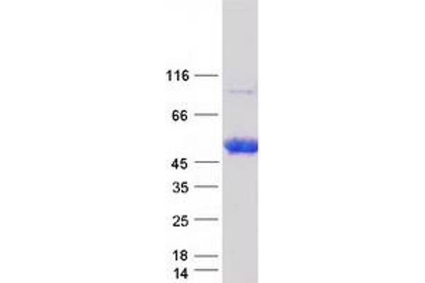 NT5C1A Protein (Myc-DYKDDDDK Tag)
