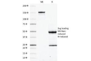 SDS-PAGE Analysis of Purified, BSA-Free CD45RB Antibody (clone PD7/26). (CD45RB Antikörper)