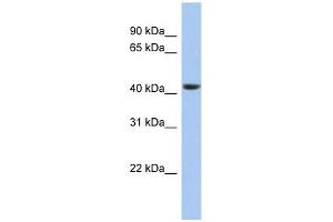 STOML3 antibody used at 1 ug/ml to detect target protein. (STOML3 Antikörper)