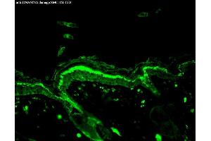Immunohistochemistry analysis using Mouse Anti-DNA Damage Monoclonal Antibody, Clone 15A3 . (DNA/RNA Damage Antikörper (Atto 390))