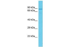 Host: Rabbit Target Name: PDZD4 Sample Type: HepG2 Whole Cell lysates Antibody Dilution: 1. (PDZD4 Antikörper  (C-Term))