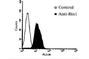 Flow Cytometry of Mouse Anti-BIN1 Antibody. (BIN1 Antikörper)