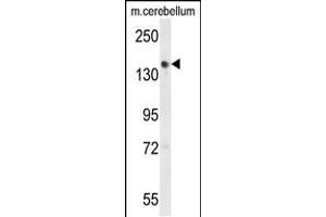 Western Blotting (WB) image for anti-Golgi Glycoprotein 1 (GLG1) (AA 1152-1179), (C-Term) antibody (ABIN653796)