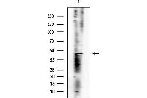Western blot analysis of lysates from Mouse testis, using POU3F4 Mouse Monoclonal Antibody at 1/1000 dilution.
