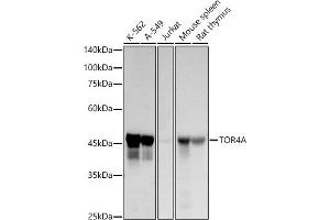 Western blot analysis of extracts of various cell lines, using TOR4A antibody (ABIN7270858) at 1:1000 dilution. (TOR4A Antikörper)