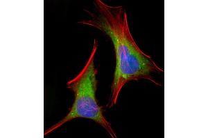 Immunofluorescent analysis of 4 % paraformaldehyde-fixed, 0. (FGFR2 Antikörper  (N-Term))