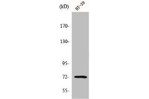 Western Blot analysis of HT29 cells using MMP-2 Polyclonal Antibody (MMP2 Antikörper  (C-Term))