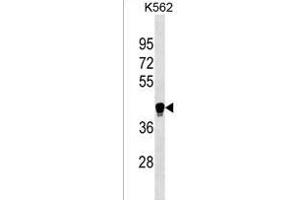 LILRA6 Antibody (Center) (ABIN1537859 and ABIN2838167) western blot analysis in K562 cell line lysates (35 μg/lane). (LILRA6 Antikörper  (AA 142-169))