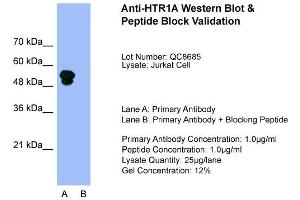 Host:  Rabbit  Target Name:  HTR1A  Sample Type:  Jurkat  Lane A:  Primary Antibody  Lane B:  Primary Antibody + Blocking Peptide  Primary Antibody Concentration:  1. (Serotonin Receptor 1A Antikörper  (N-Term))