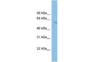 TINAGL1 Antikörper  (Middle Region)