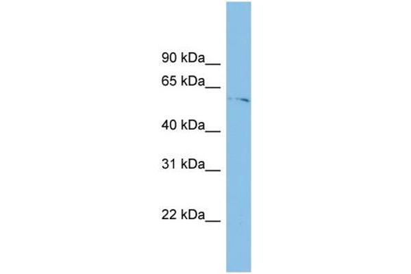 TINAGL1 Antikörper  (Middle Region)