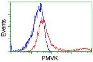 HEK293T cells transfected with either RC202867 overexpress plasmid (Red) or empty vector control plasmid (Blue) were immunostained by anti-PMVK antibody (ABIN2454969), and then analyzed by flow cytometry. (PMVK Antikörper)