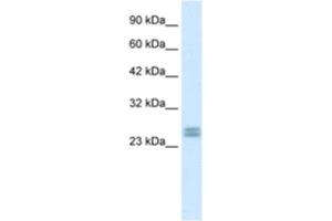 Western Blotting (WB) image for anti-Hairy and Enhancer of Split 7 (HES7) antibody (ABIN2460152) (HES7 Antikörper)
