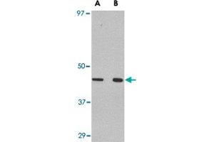 Western blot analysis of WNT10A in Raw 264. (WNT10A Antikörper  (C-Term))