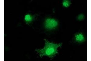 Anti-PNMT mouse monoclonal antibody (ABIN2454522) immunofluorescent staining of COS7 cells transiently transfected by pCMV6-ENTRY PNMT (RC206586). (PNMT Antikörper)