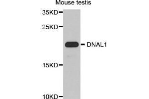 Western blot analysis of extracts of mouse testis, using DNAL1 antibody (ABIN5974658) at 1/1000 dilution. (DNAL1 Antikörper)