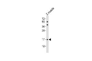 Anti-(DANRE) Eva1a Antibody (Center) at 1:1000 dilution + zebrafish muscle lysates Lysates/proteins at 20 μg per lane. (TMEM166 Antikörper  (AA 104-137))