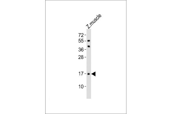 TMEM166 Antikörper  (AA 104-137)