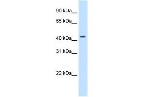 anti-Small Nuclear RNA Activating Complex, Polypeptide 1, 43kDa (SNAPC1) (C-Term) antibody