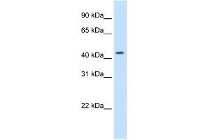 Western Blot showing SNAPC1 antibody used at a concentration of 1-2 ug/ml to detect its target protein. (SNAPC1 Antikörper  (C-Term))