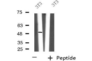 Western blot analysis of extracts from 3T3 cells using FNTB antibody. (FNTB Antikörper  (Internal Region))