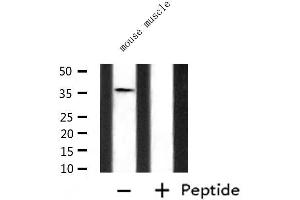 Western blot analysis of extracts from mouse muscle, using P2RY6 Antibody. (P2RY6 Antikörper  (C-Term))