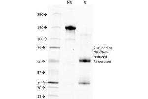 SDS-PAGE Analysis of Purified, BSA-Free Hepatocyte Specific Antigen Antibody (clone HSA133). (Hepatocyte Specific Antigen Antikörper)