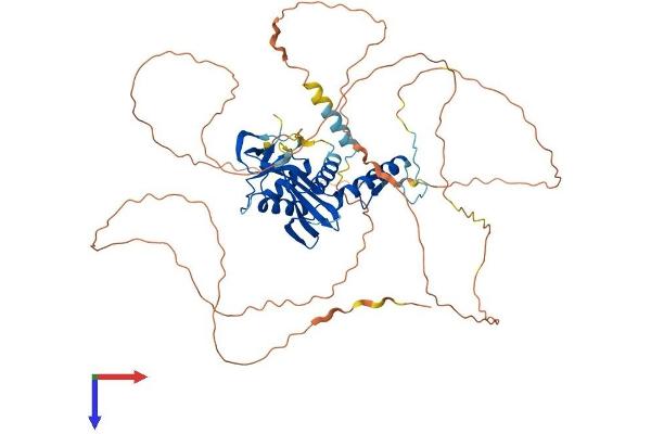 ESCO2 Protein (AA 1-592) (His tag)