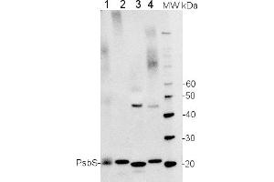 Image no. 2 for anti-PsbS antibody (ABIN488537) (PsbS Antikörper)