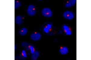 Immunofluorescence (IF) image for anti-Centrosomal Protein of 131 kDa (CEP131) (AA 1033-1083) antibody (ABIN7448385) (Centrosomal Protein of 131 kDa (CEP131) (AA 1033-1083) Antikörper)