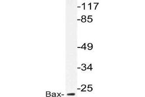 Western blot analysis of Bax antibody in extracts from HepG2 cells. (BAX Antikörper)