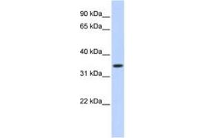 Image no. 1 for anti-Tripartite Motif Containing 27 (TRIM27) (AA 141-190) antibody (ABIN6744473) (TRIM27 Antikörper  (AA 141-190))