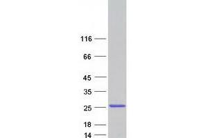 Western Blotting (WB) image for Polyglutamine Binding Protein 1 (PQBP1) (Transcript Variant 10) protein (Myc-DYKDDDDK Tag) (ABIN2729535)
