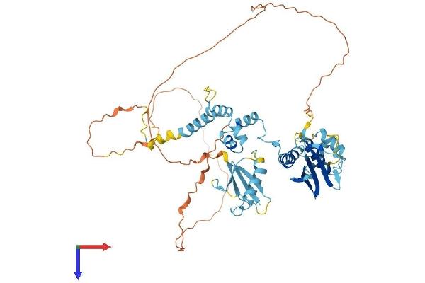 FBXO7 Protein (AA 1-522) (His tag)