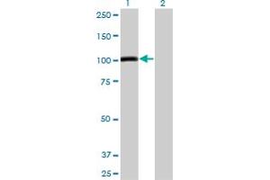 Western Blot analysis of AHR expression in transfected 293T cell line by AHR monoclonal antibody (M04), clone 4G7. (Aryl Hydrocarbon Receptor Antikörper  (AA 721-820))