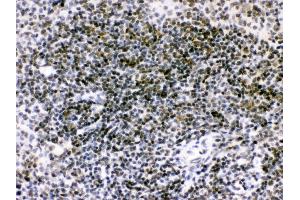 Anti- RAG2 Picoband antibody, IHC(P) IHC(P): Mouse Spleen Tissue (RAG2 Antikörper  (C-Term))