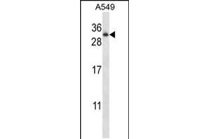 Western blot analysis in A549 cell line lysates (35ug/lane). (RAB11A Antikörper  (AA 88-116))